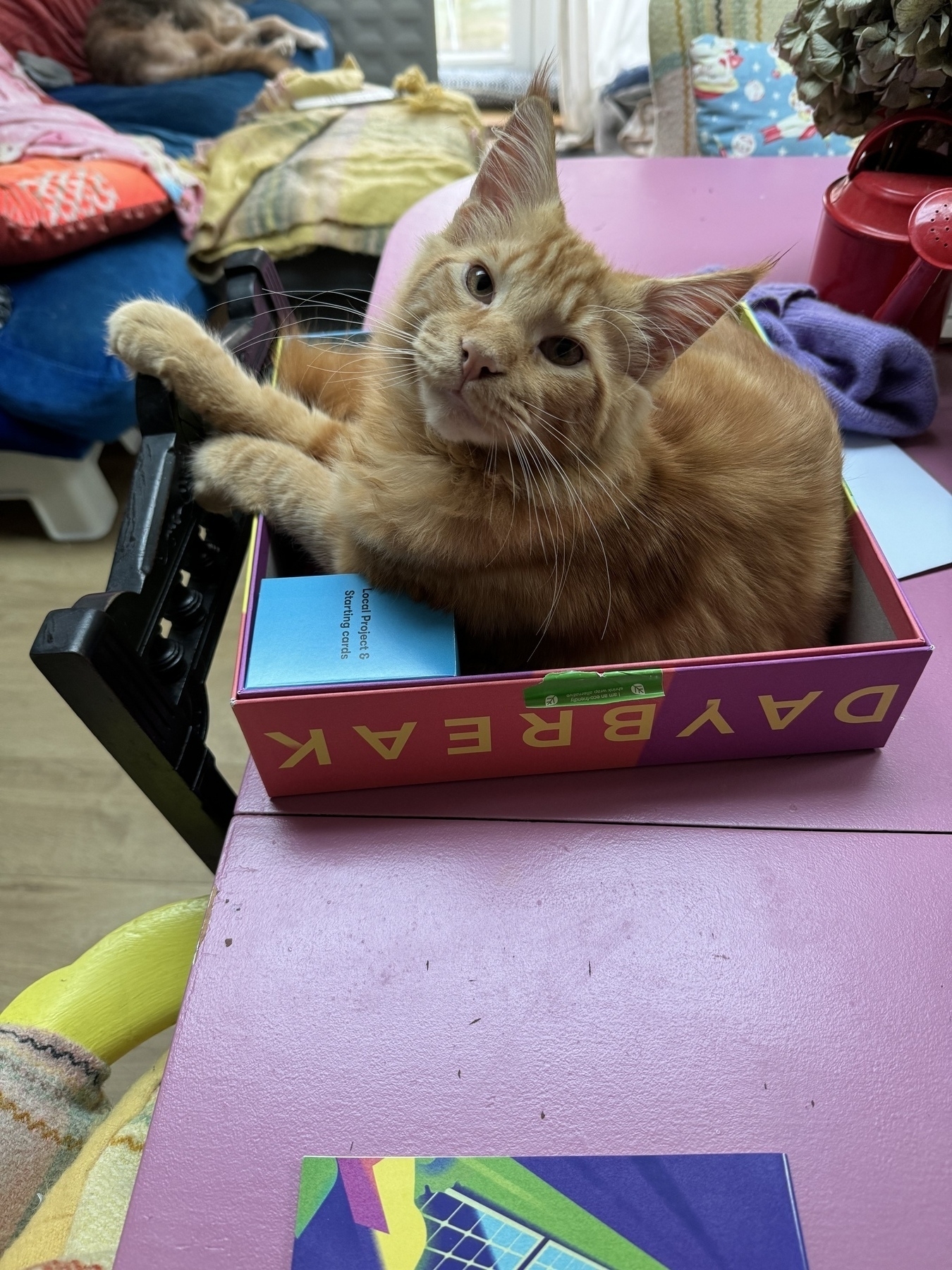 Photo of Ian our Maines Coon kitten sitting in the box lid of the board game daybreak 