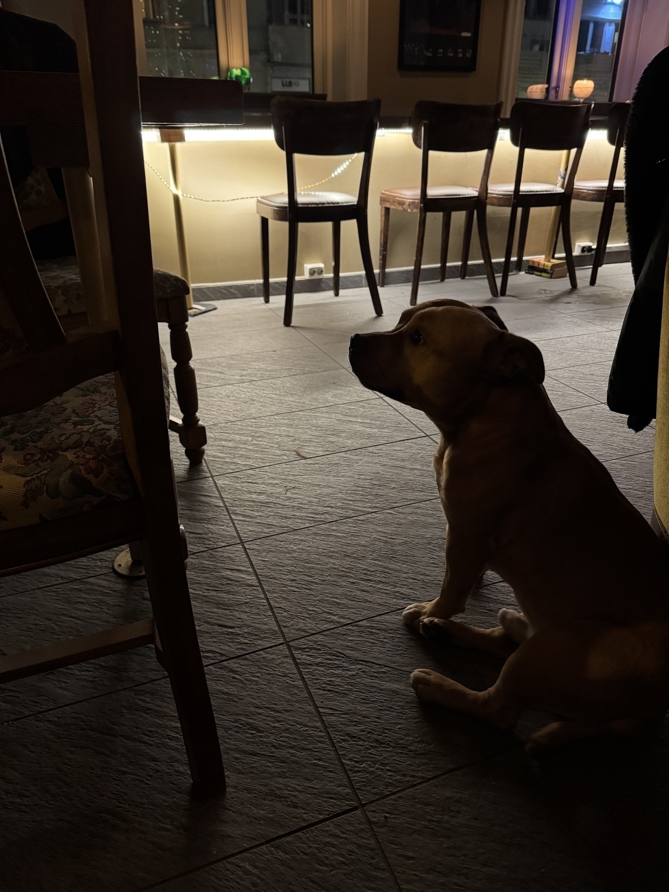 Dog in pub Bergen Norway