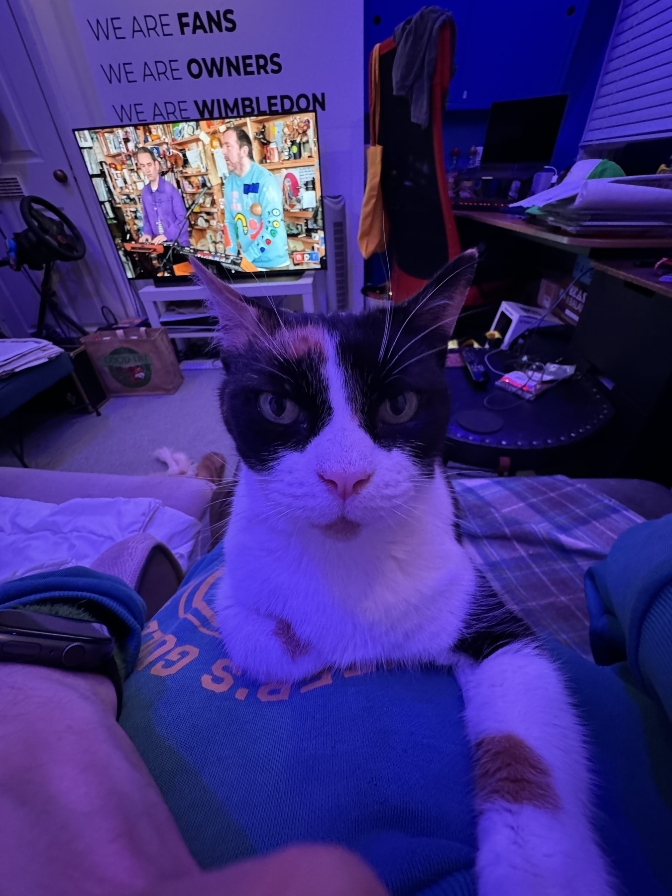 Rosie the cat lying on Adam’s chest staring directly at home. Rosie has distinctive markings with black and a touch of orange around her eyes and ears but a central white streak that fans out like a mask around her mouth and nose