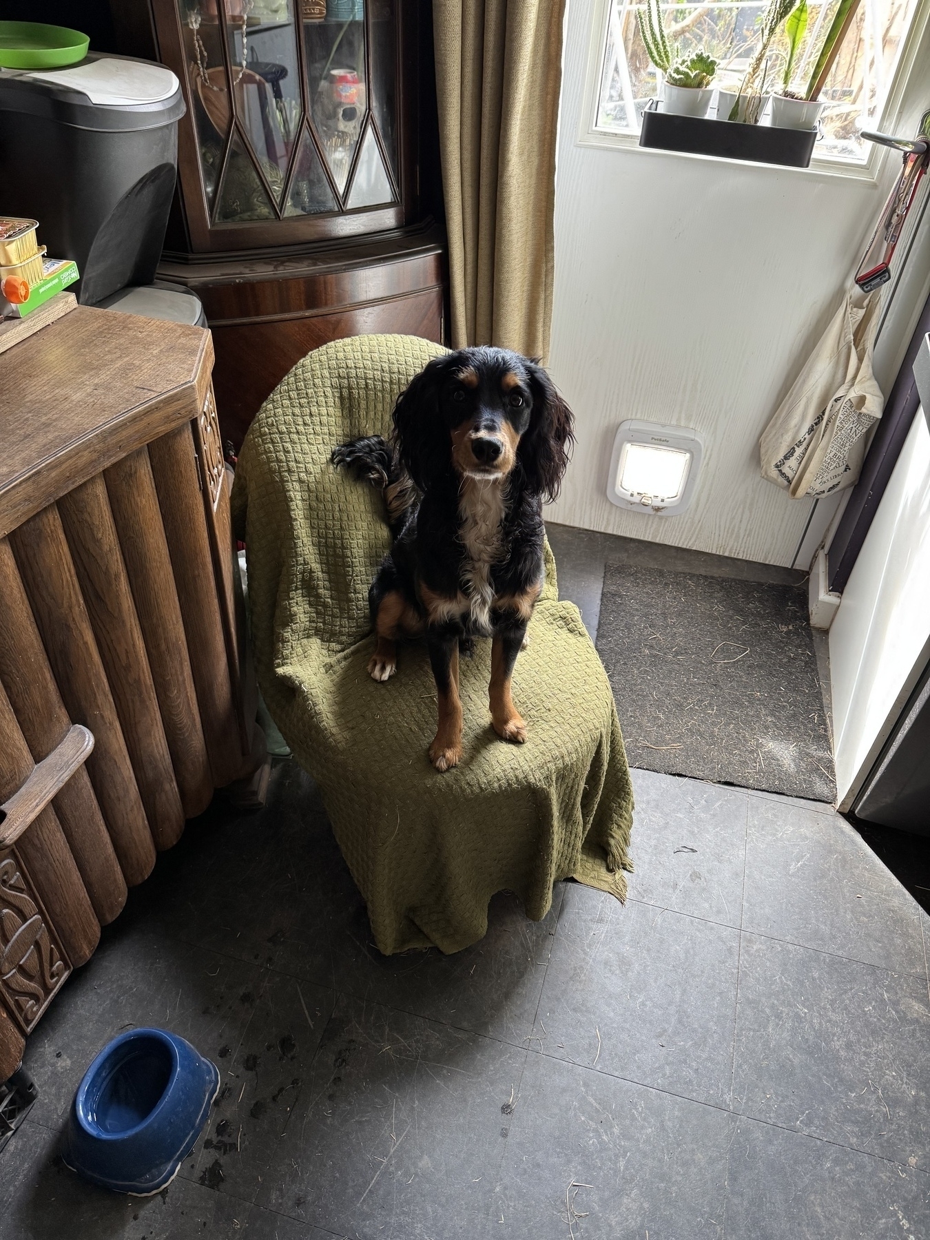 Photo of a dog sitting on a seat