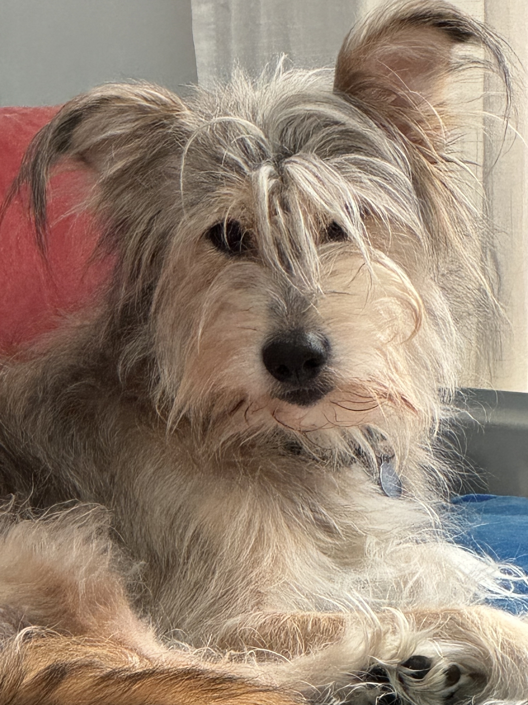 A fluffy dog with tousled fur lounges on a couch, looking intently at the camera.