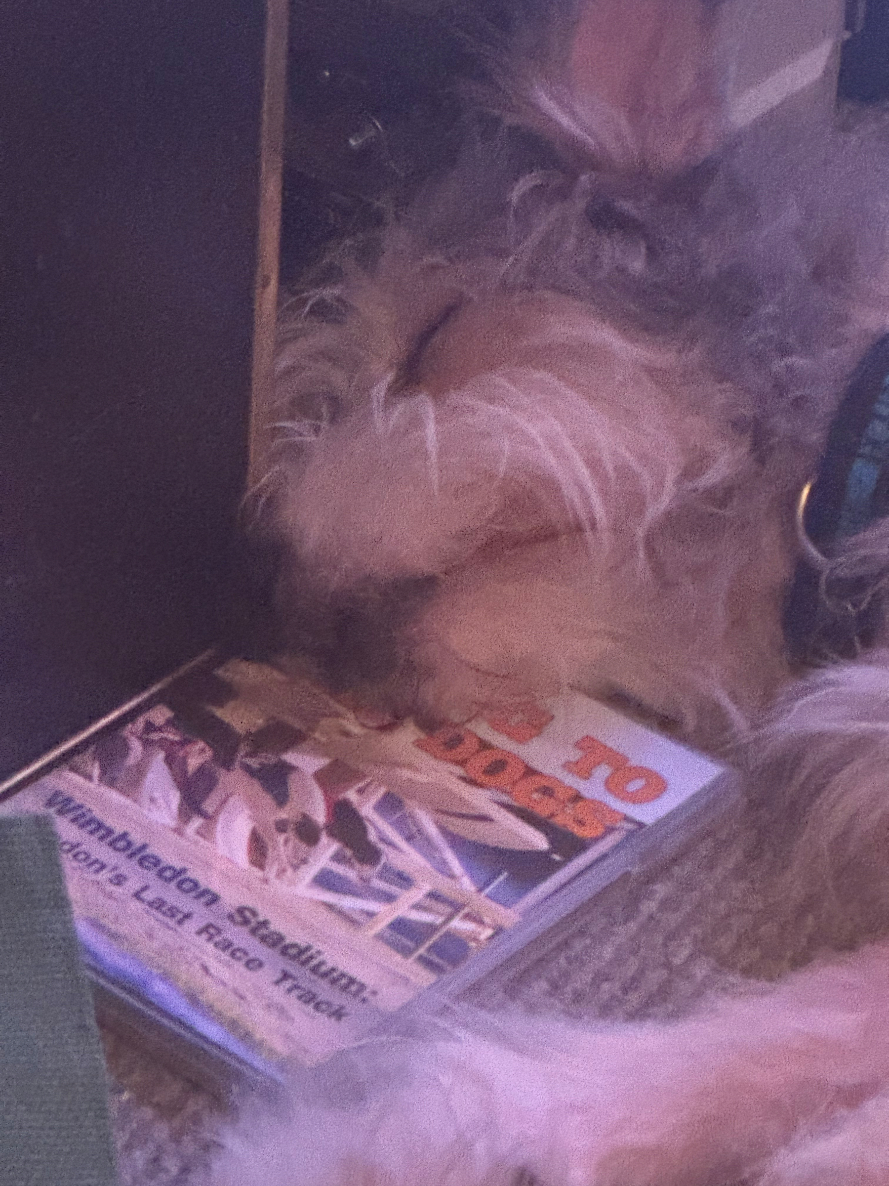 A dog is sleeping next to a dvd box with an image of a greyhound stadium on its cover. Going to the Dogs - Wimbledon Stadium: London’s Last Race Track