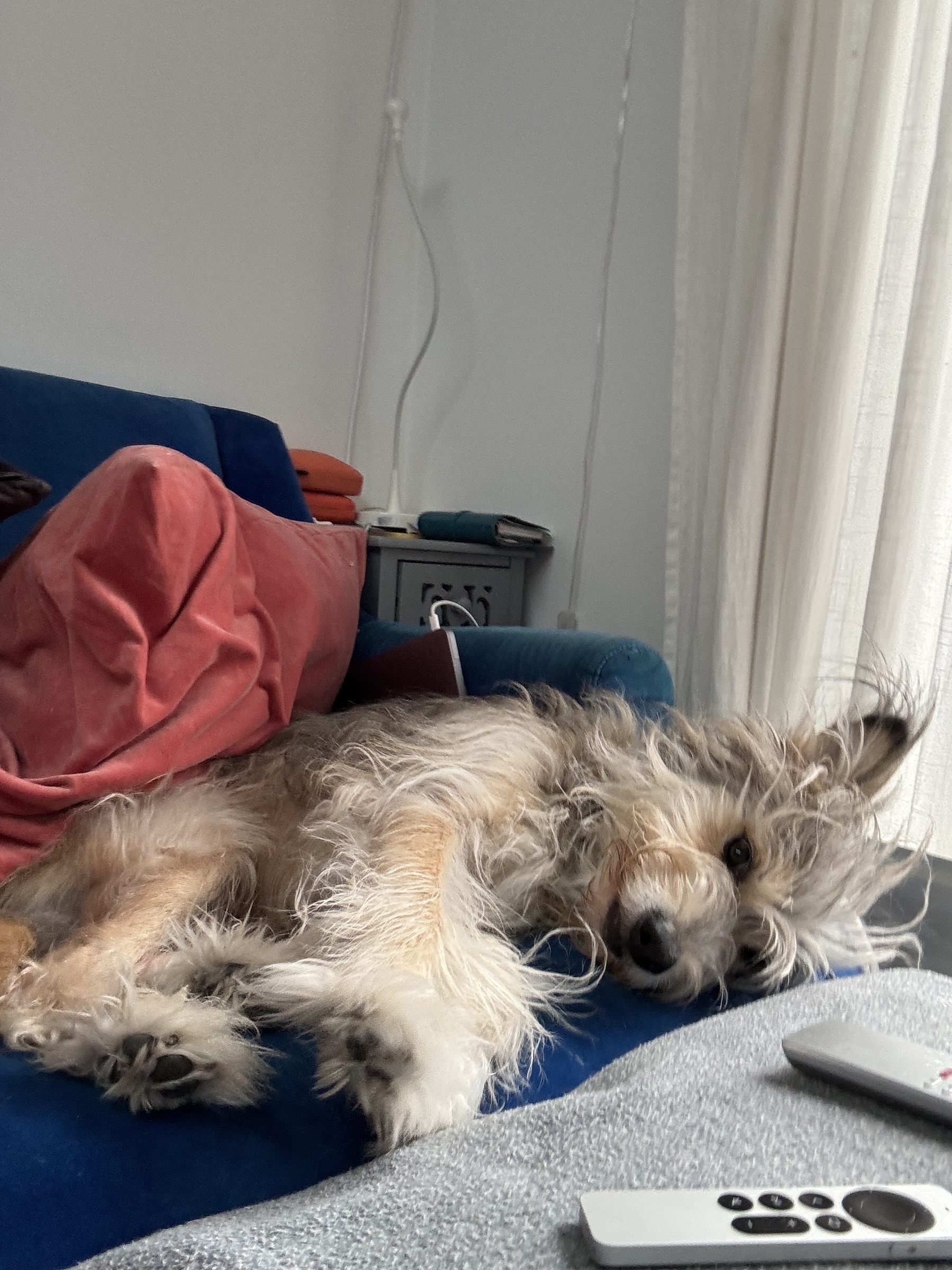 Photo of Monty the dog less impressed 