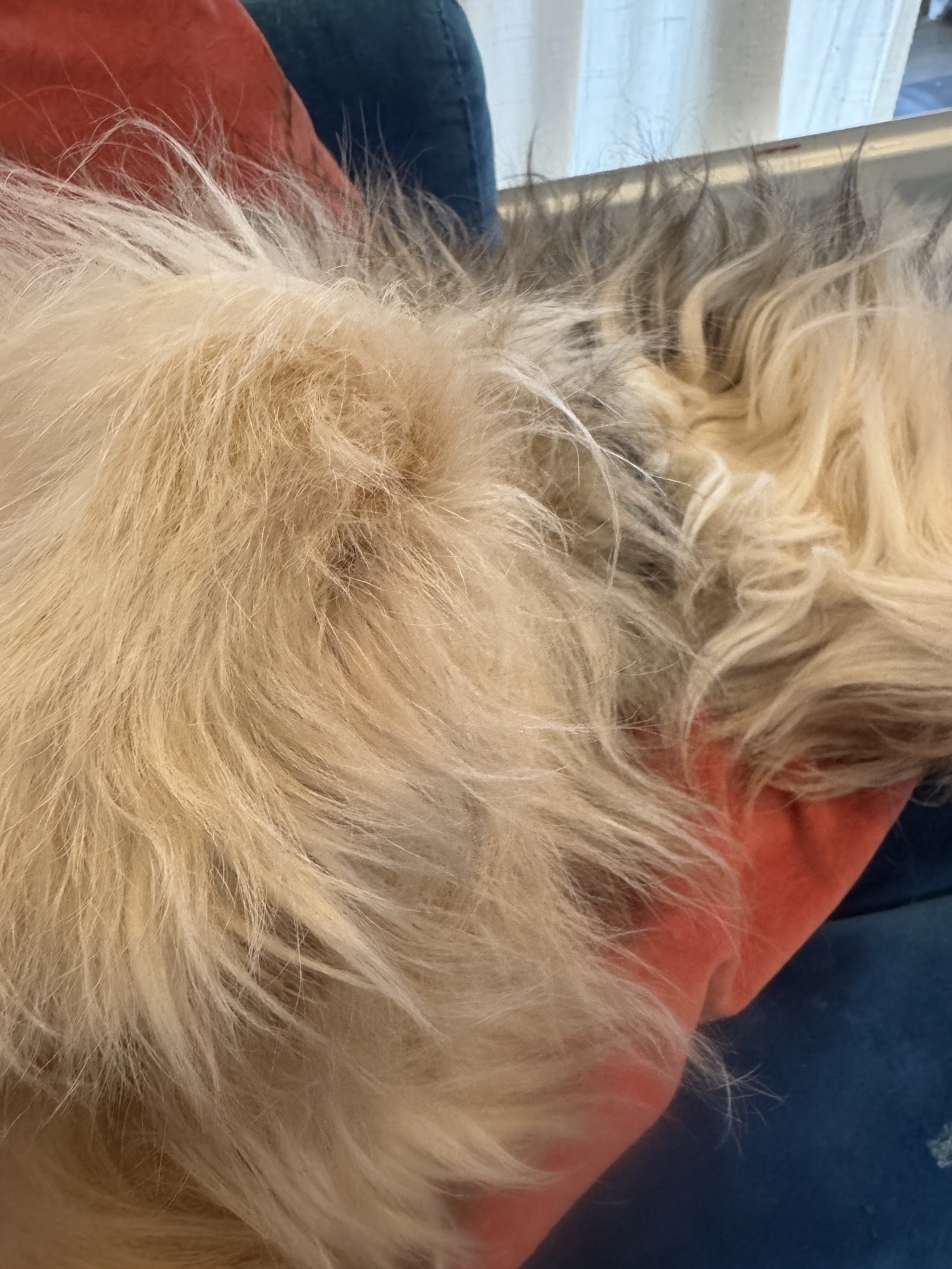 Image of what could be a fluffy cushion or dogs fur 