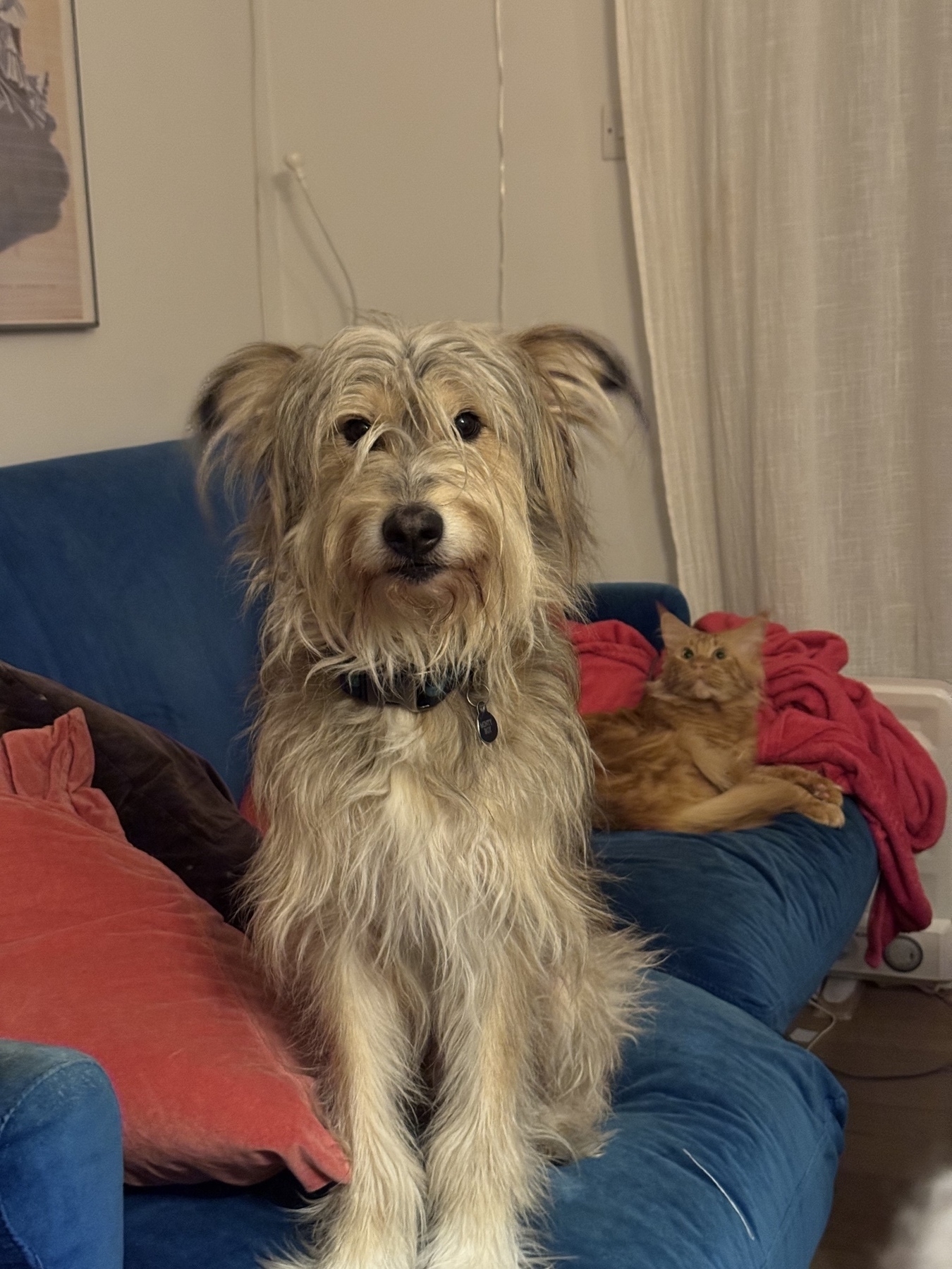 Photo of a dog (Monty) in front of a cat (Ian) on our sofa. Monty is sitting up looking at the camera and Ian is lying down looking at Monty. 