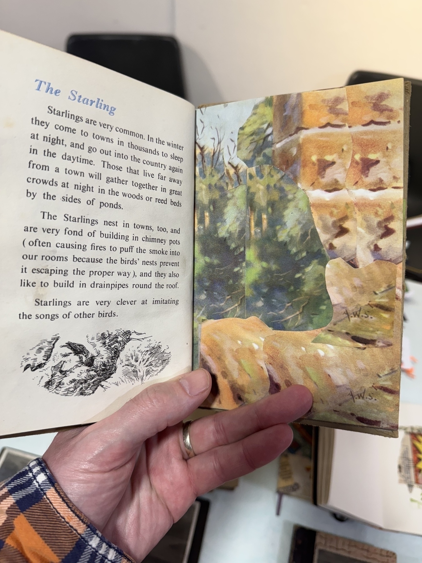 Inside page of the edited edited The first Ladybird Book of British Birds and their Decline. The image of the bird has been collaged over with a second copy of the book and so now the bird on each page has disappeared. 