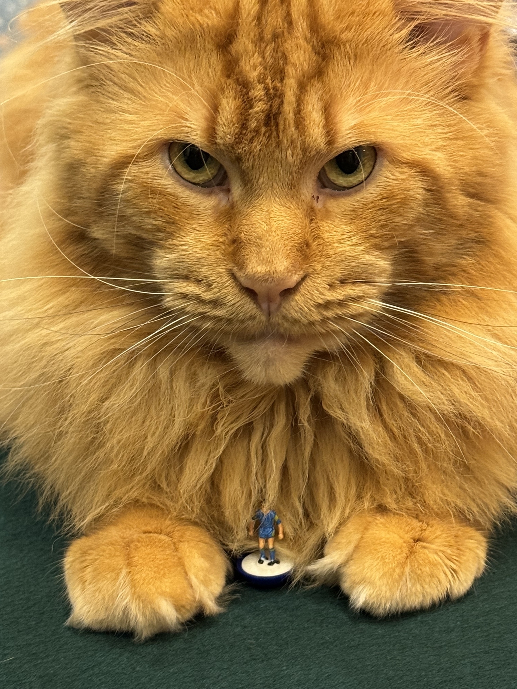 A large, fluffy orange cat sits with a tiny figurine placed between its paws.