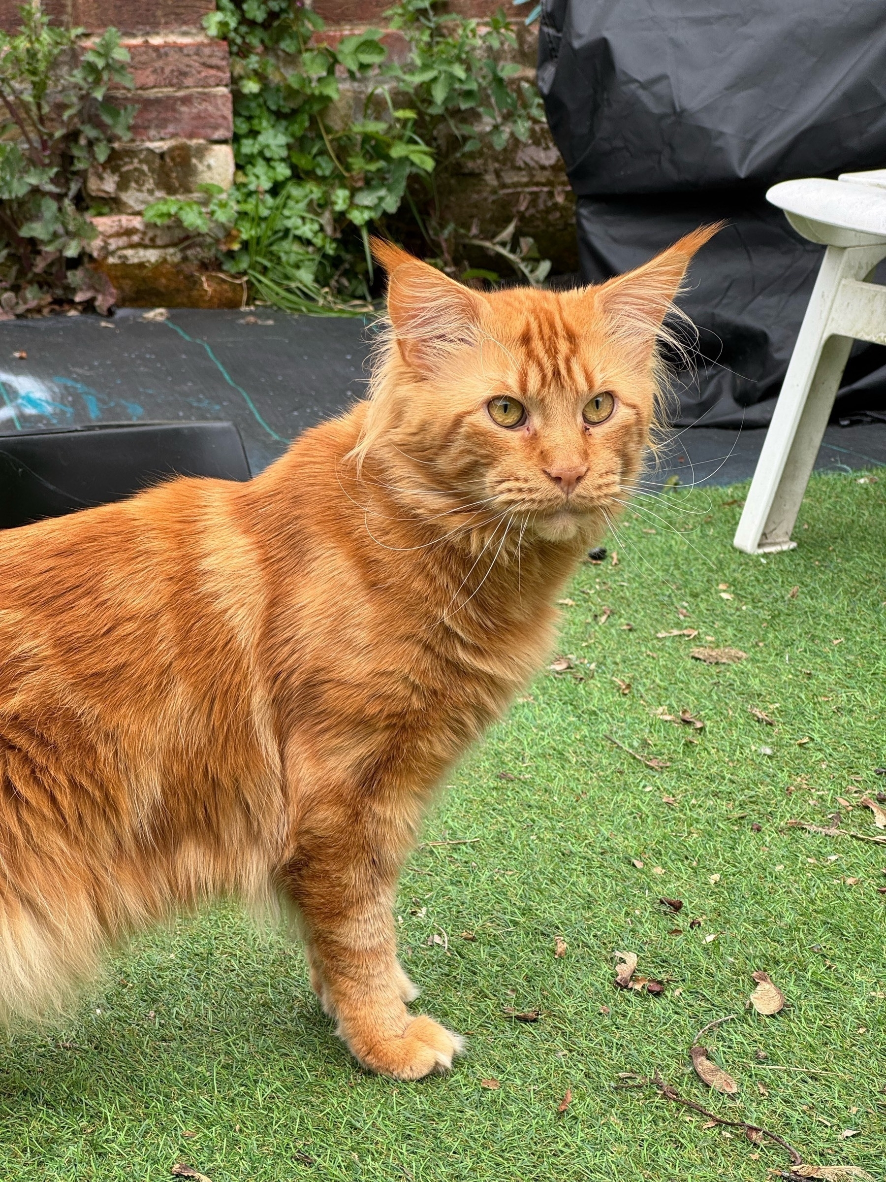 Our Ginger Maine Coone outside looking around at the world 