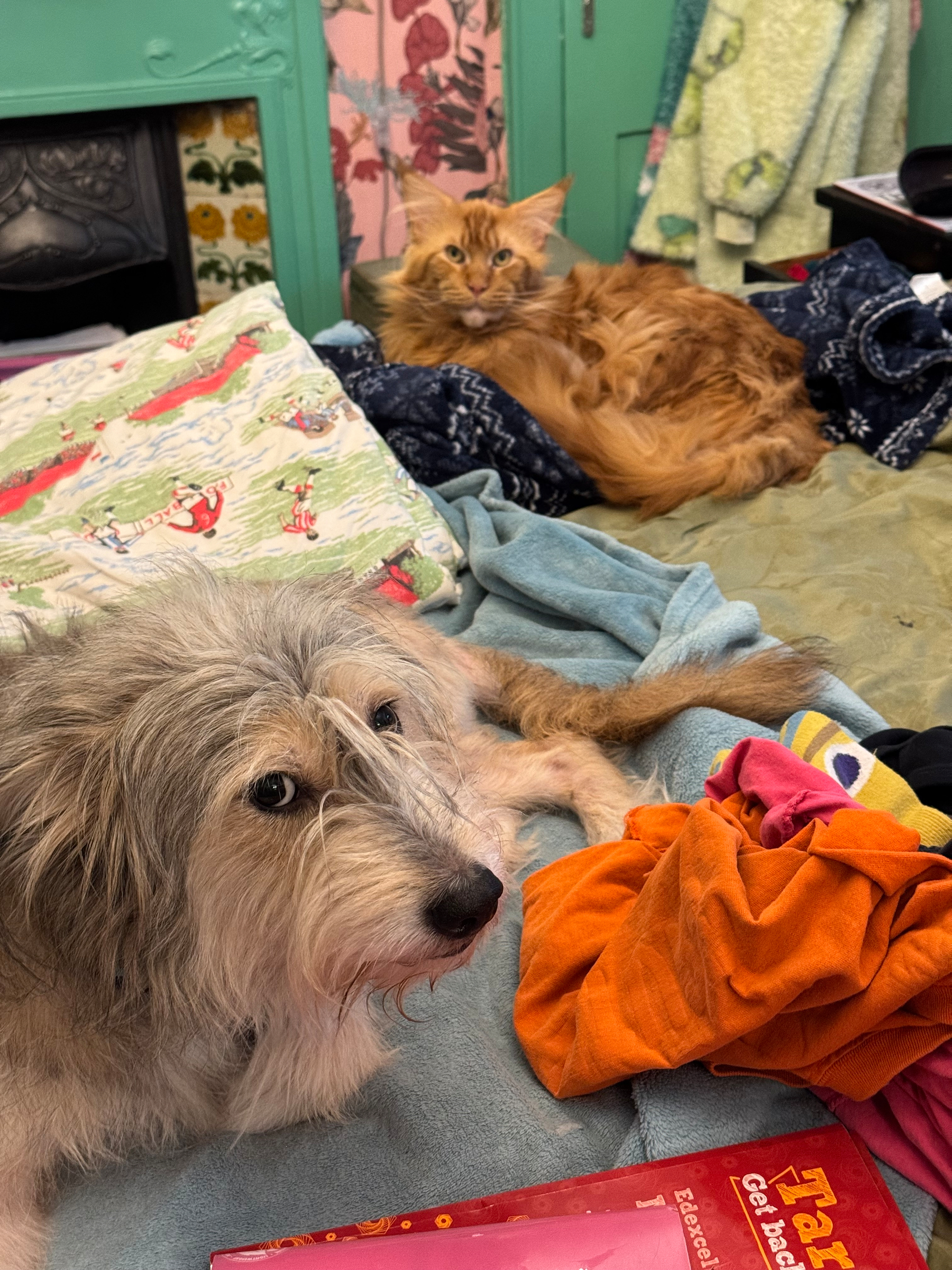 A scruffy dog and a fluffy orange cat are lounging on colorful blankets and towels.