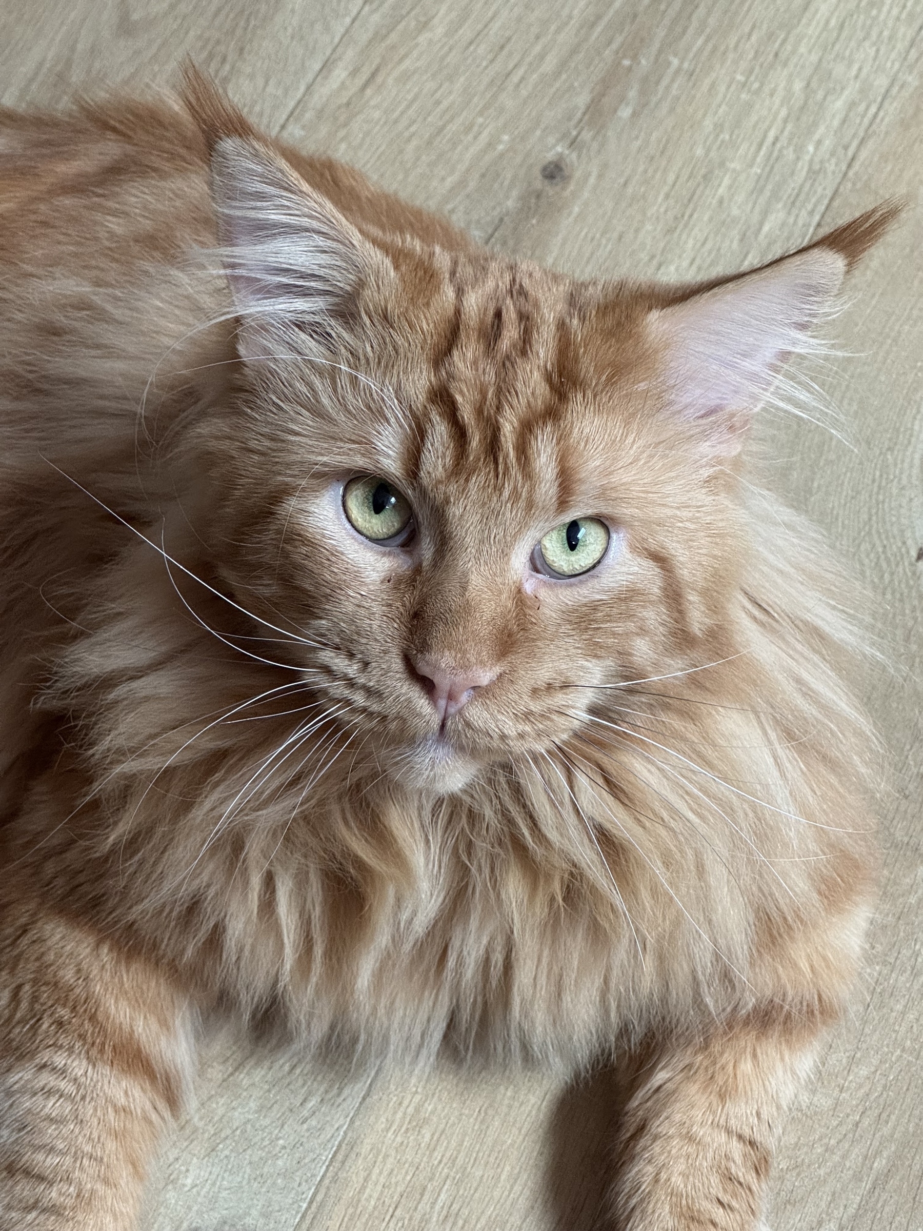 A fluffy, orange cat with green eyes is lying on a wooden floor, looking directly at the camera.