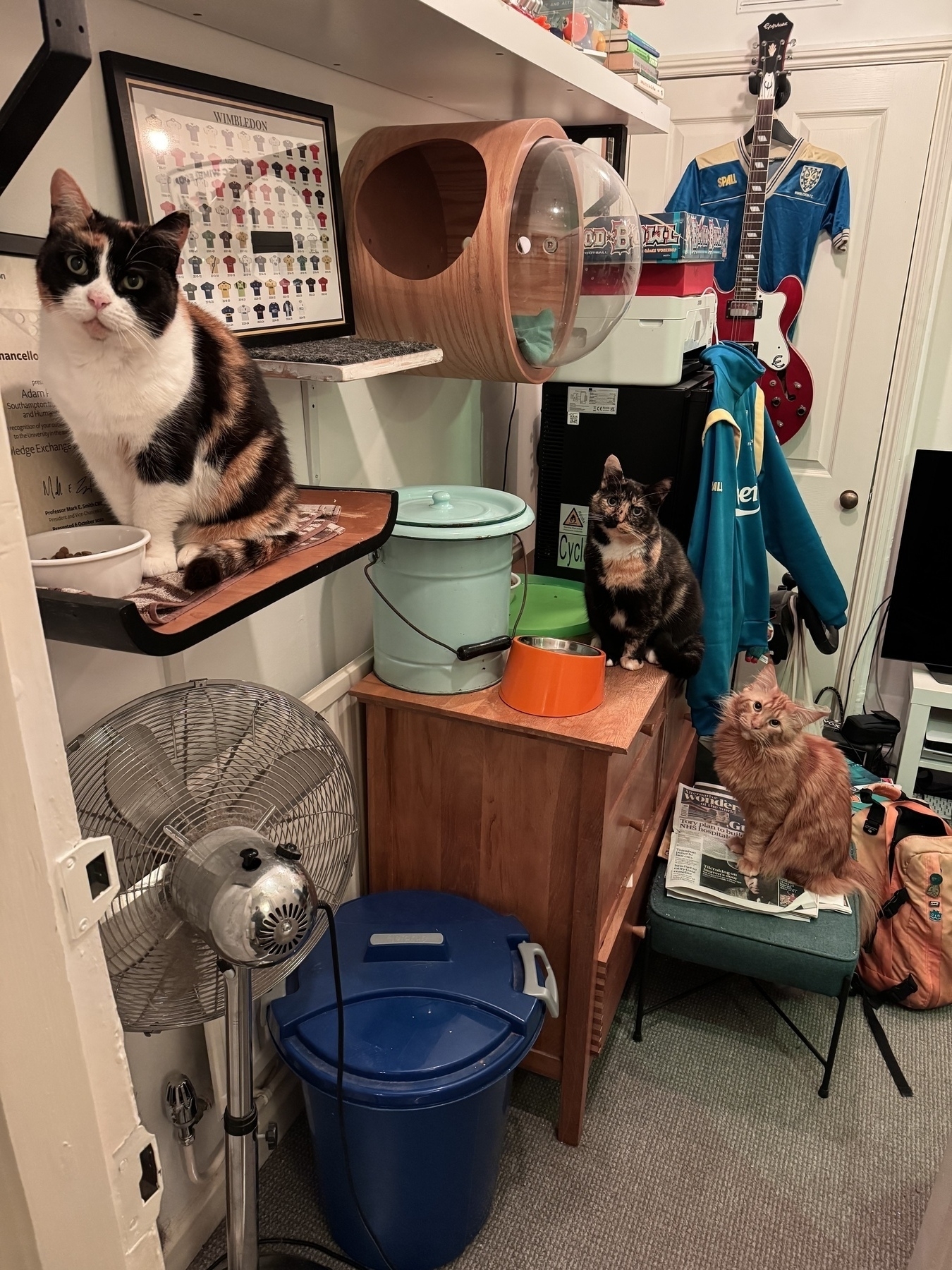 My 3 cats staring at me each perched on slightly different levels in my home office / Wimbledon tribute cave