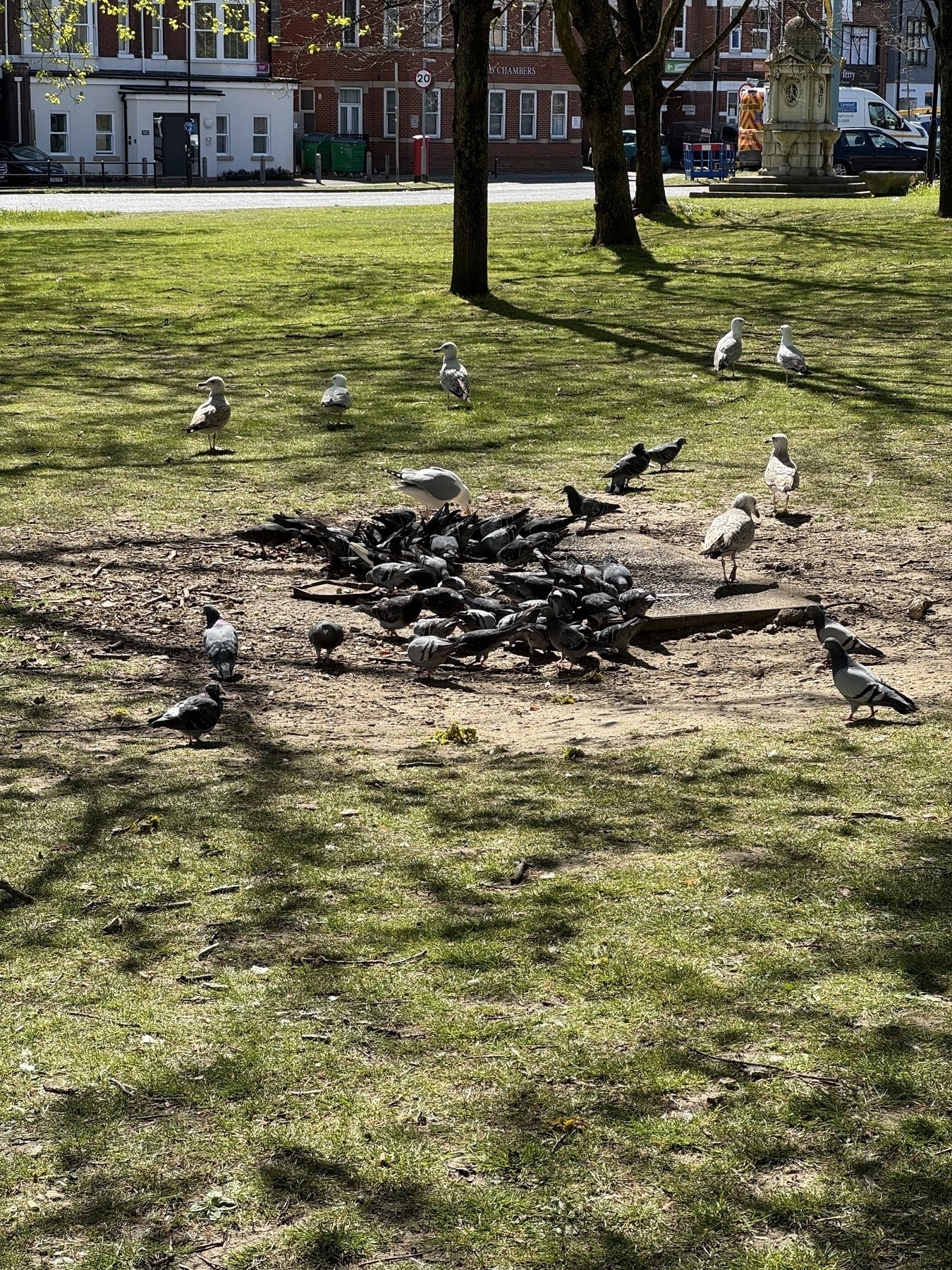 Pigeons and Seagulls gather on the green feeding